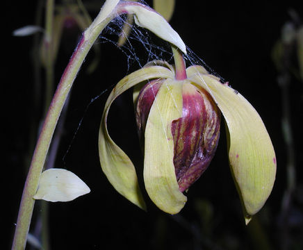 Image of California pitcherplant