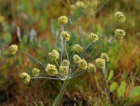 Image of barestem biscuitroot