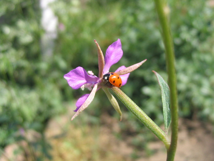 Image of diamond clarkia