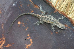 Image of Small-scaled Lizard [microscutatus]