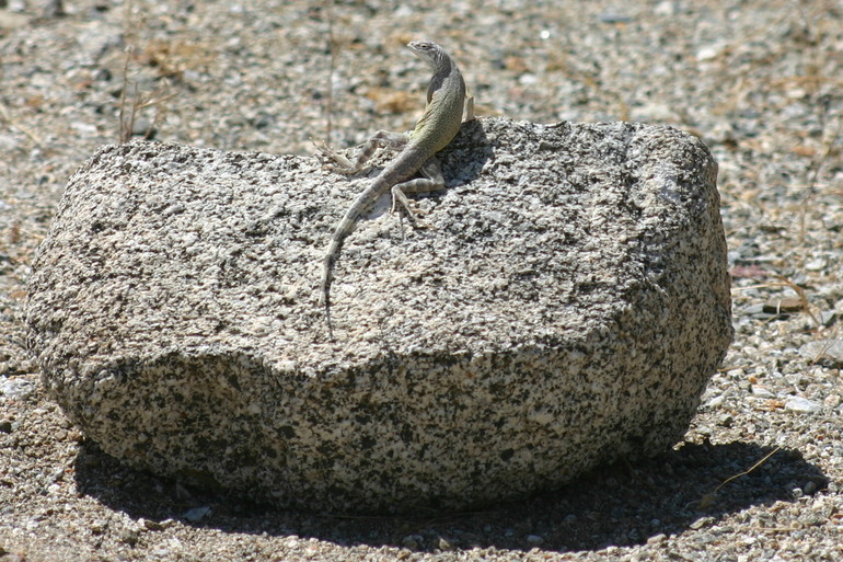 Image of Zebratail Lizard