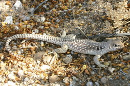 Image of Northern Desert Iguana
