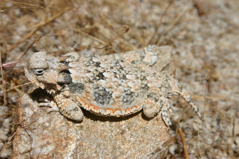 Image of Desert Horned Lizard