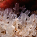 Image of branching ball-sponge