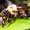 صورة Laphria grossa (Fabricius 1775)