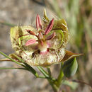 Calochortus tiburonensis A. J. Hill resmi