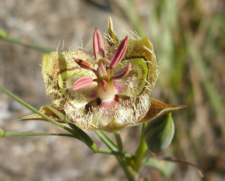 Image de Calochortus tiburonensis A. J. Hill