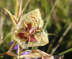 Image of Tiburon mariposa lily