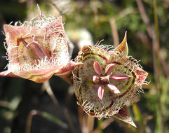 Image of Tiburon mariposa lily