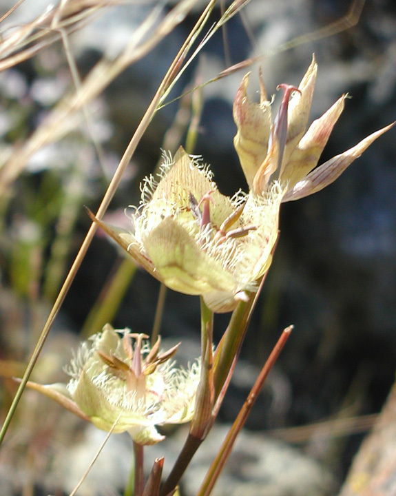 Image of Tiburon mariposa lily