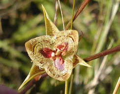 Image of Tiburon mariposa lily