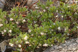 Слика од Arctostaphylos nevadensis A. Gray