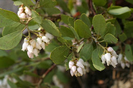 Слика од Arctostaphylos nevadensis A. Gray