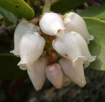 Imagem de Arctostaphylos nevadensis A. Gray