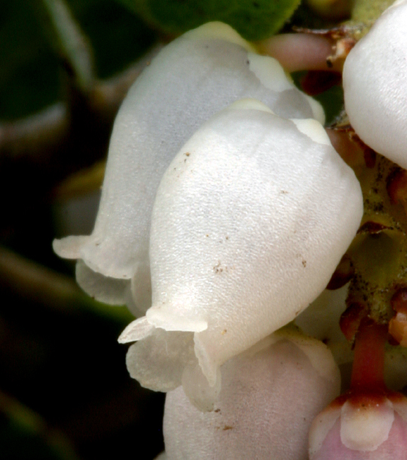 Слика од Arctostaphylos nevadensis A. Gray