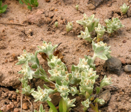 Image of western marsh cudweed