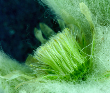 Image of western marsh cudweed