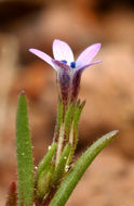 Image of <i>Navarretia capillaris</i>