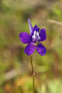 Image of twolobe larkspur