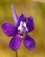 Image of twolobe larkspur