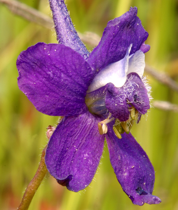 Image of twolobe larkspur