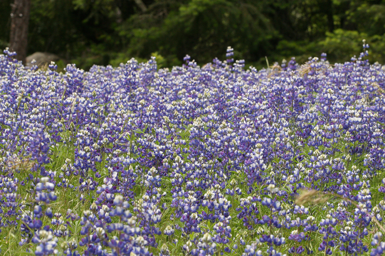 Image de Lupinus bicolor Lindl.