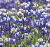 Image de Lupinus bicolor Lindl.