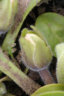 صورة Nemophila spatulata Coville