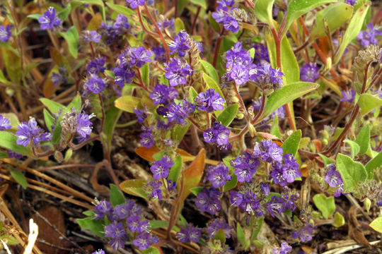 Image of low phacelia