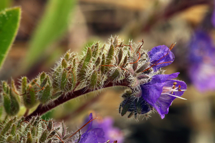 Image of low phacelia