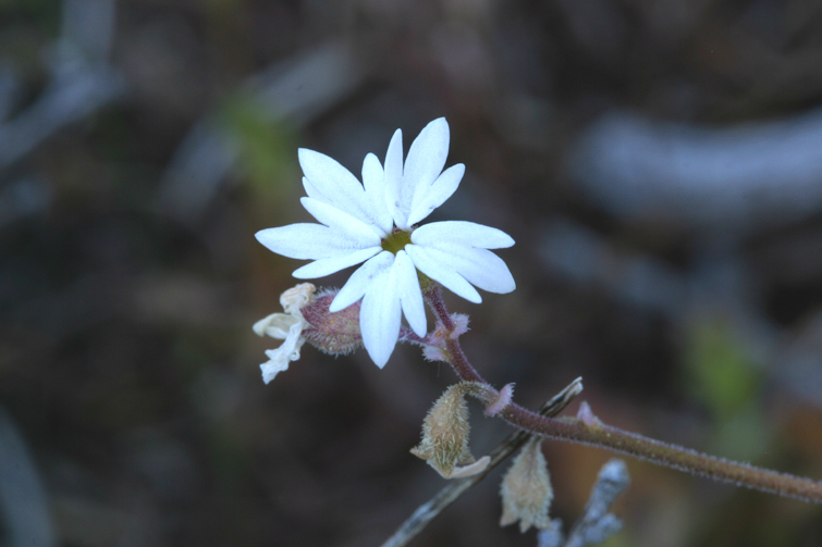 Imagem de Lithophragma glabrum Nutt. ex Torr. & Gray