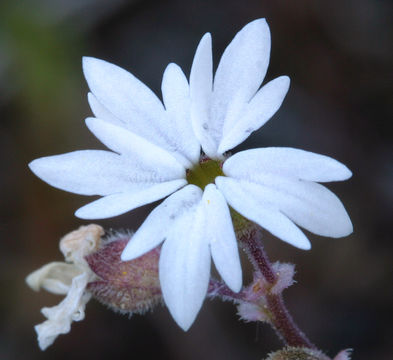 Image of bulbous woodland-star