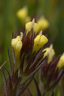 Image of hairy Indian paintbrush