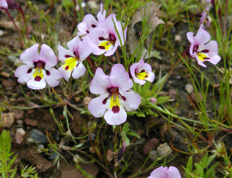 Image of <i>Mimulus angustatus</i>