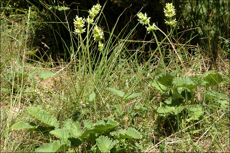 Image of Betonica alopecuros L.