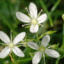 Слика од Moehringia muscosa L.