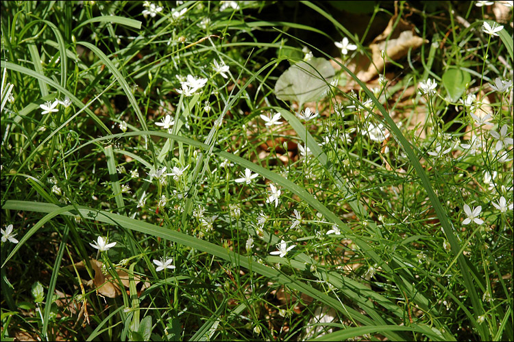 Слика од Moehringia muscosa L.