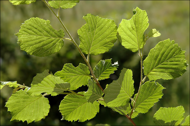 Image of Cobnut