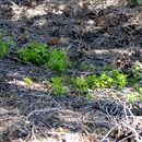 Image of <i>Chenopodium simplex</i>