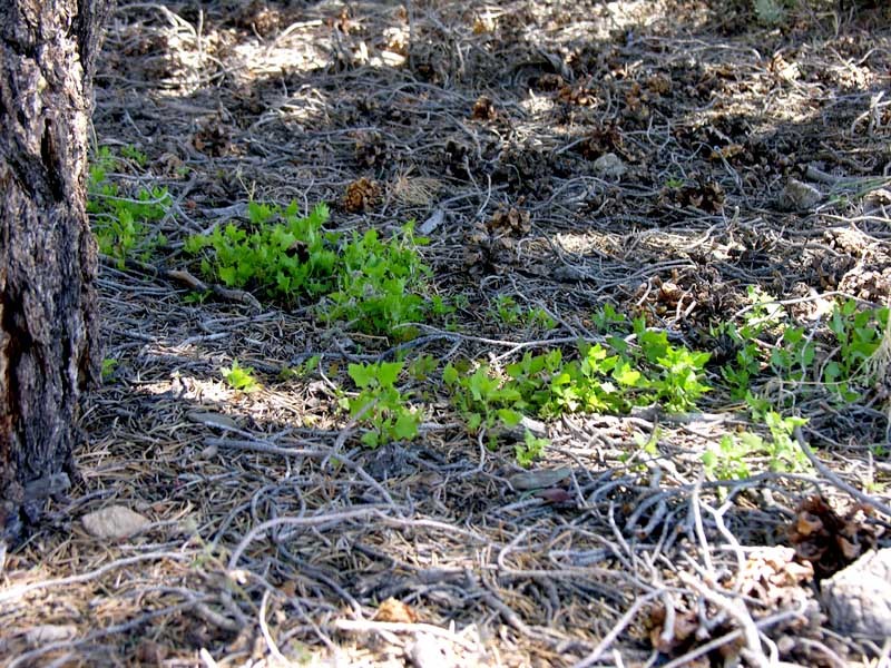 Image of <i>Chenopodium simplex</i>