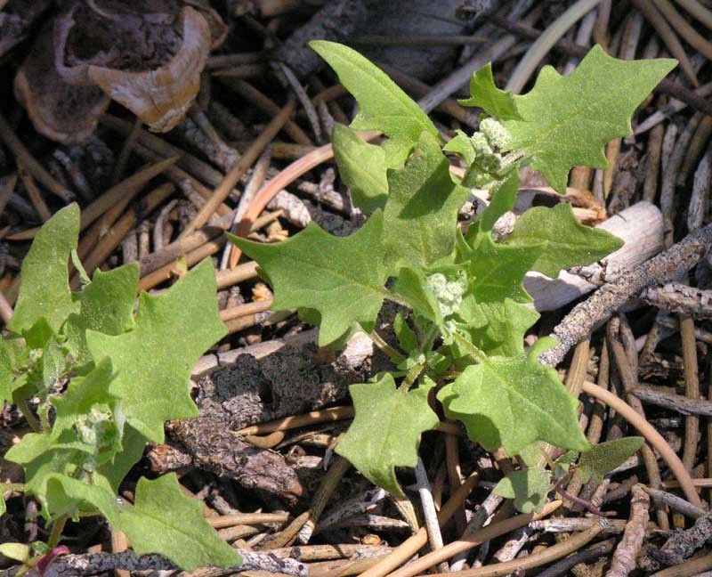 Image of <i>Chenopodium simplex</i>