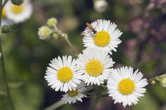 Image of eastern daisy fleabane