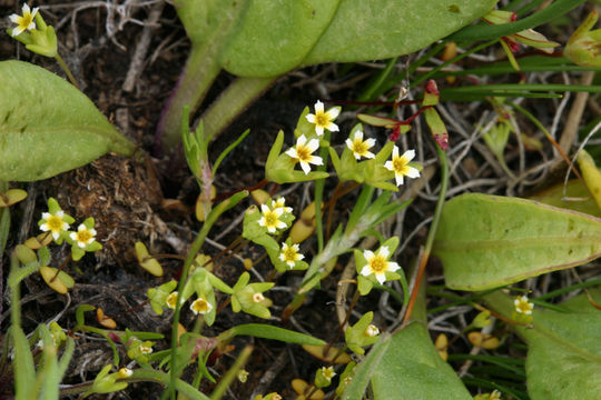 Image of Small-Flower Starlet
