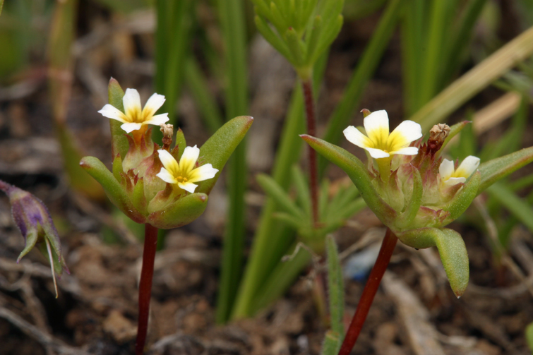 Image of Small-Flower Starlet