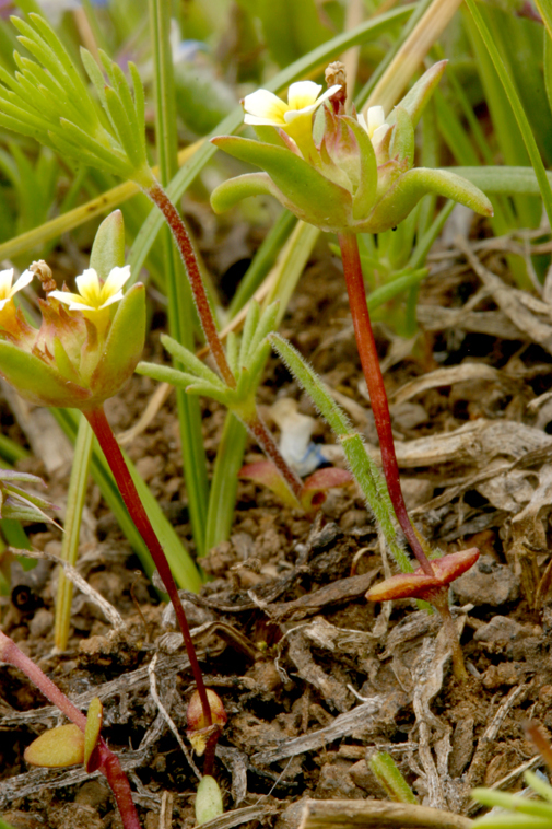 Image of Small-Flower Starlet