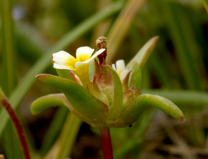 Image of Small-Flower Starlet