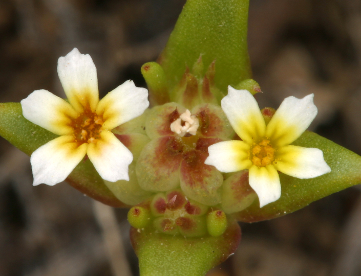 Image of Small-Flower Starlet