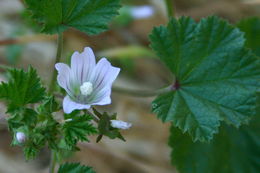 Image of common mallow