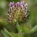 Sivun Trifolium obtusiflorum Hook. fil. kuva