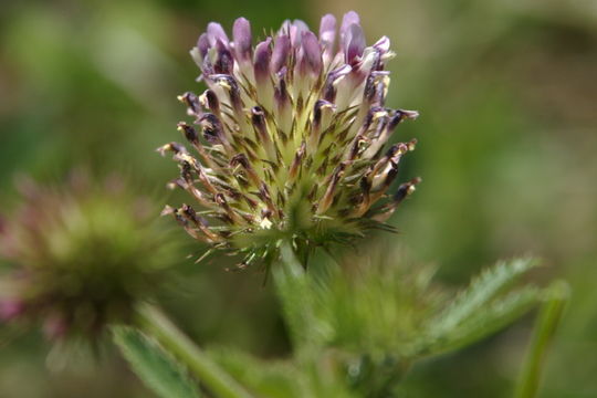 Plancia ëd Trifolium obtusiflorum Hook. fil.